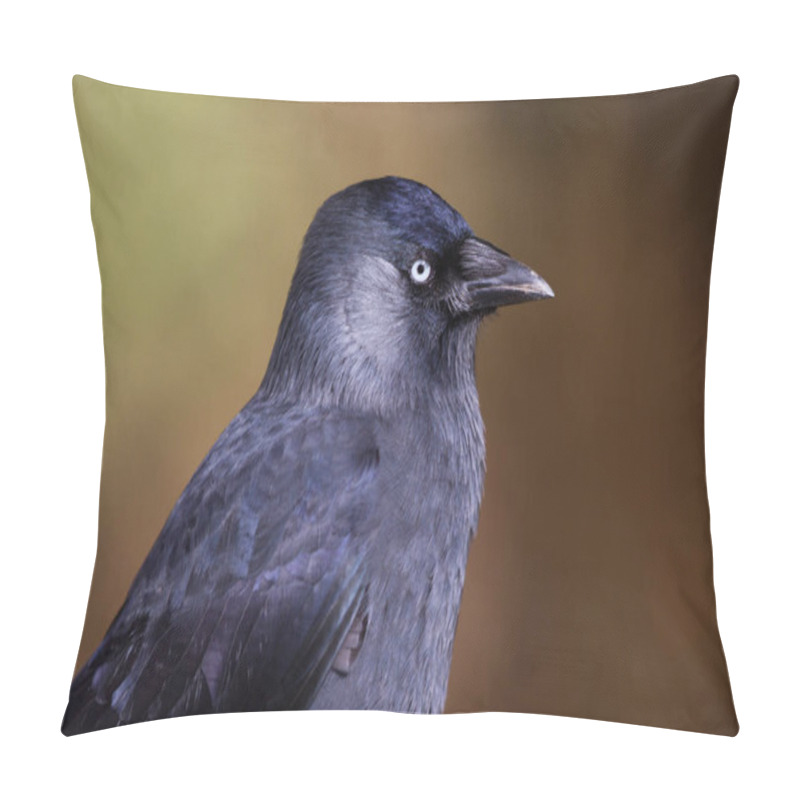 Personality  Jackdaw (Corvus Monedula) Portrait Of The Head, Gloucestershire, UK Pillow Covers