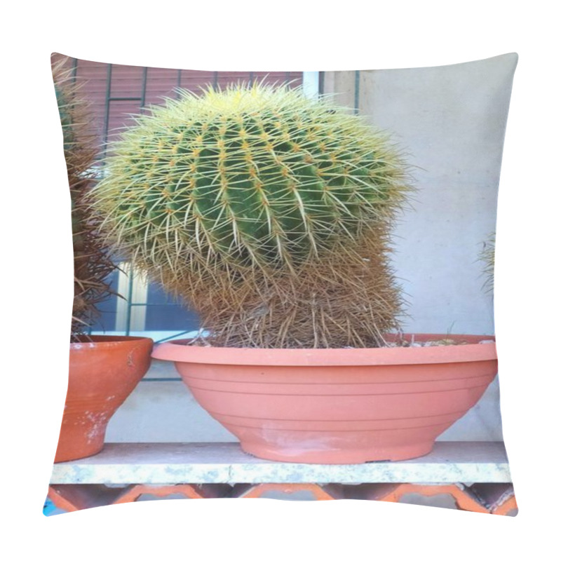 Personality  Potted Cactus: Echinocactus Grusonii, Desert Elegance For Gardens And Interiors.Iconic Succulents: Echinocactus Grusonii In Detail. Pillow Covers