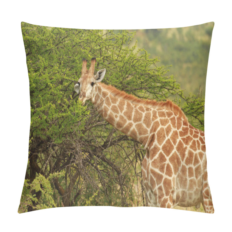 Personality  South African giraffe pillow covers