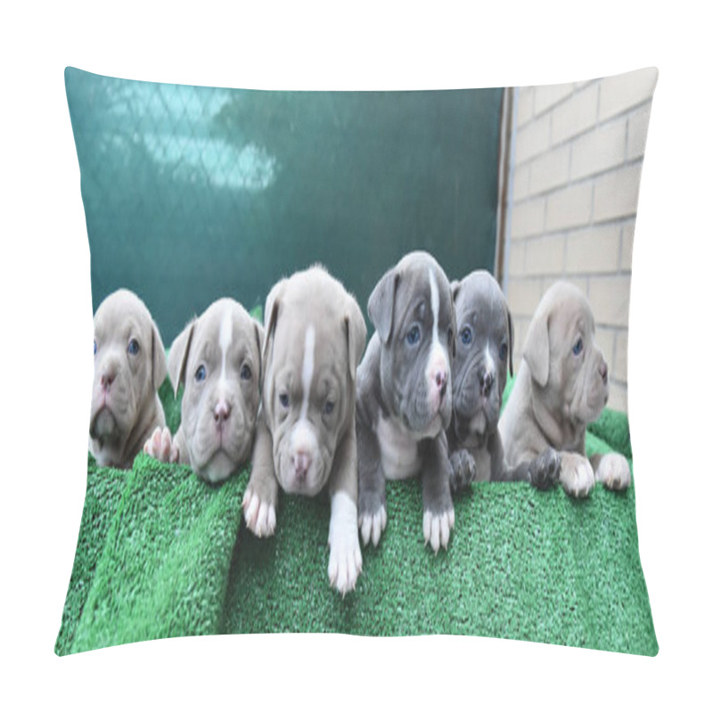 Personality  A Puppy American Bully Dog Pillow Covers