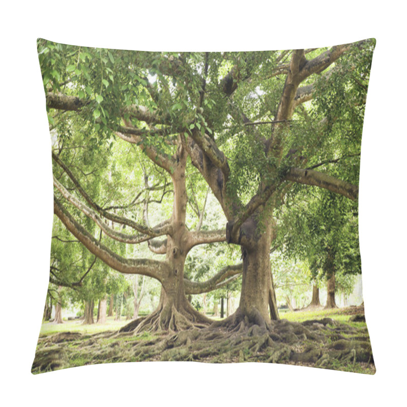 Personality  Ficus Benjamina Pillow Covers