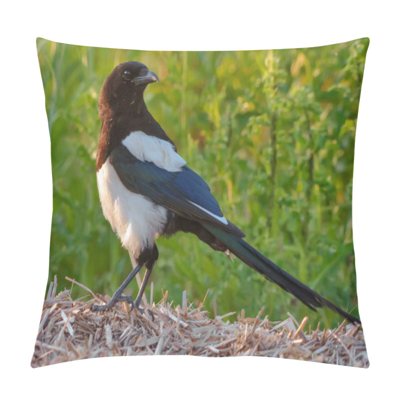 Personality  Eurasian Magpie Stands On Hay In The Grass Field  Pillow Covers