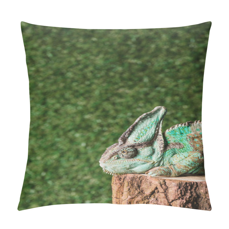 Personality  Beautiful Chameleon With Camouflage Skin Sitting On Stump Pillow Covers