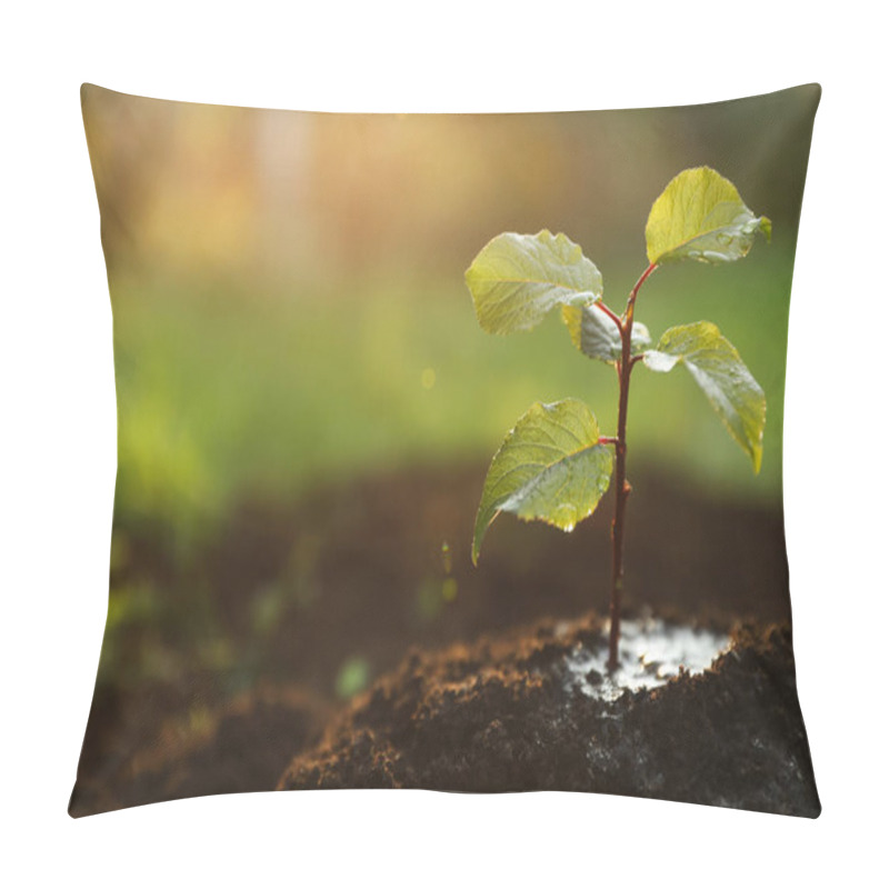 Personality  Seedling Growing In Wet Soil Outdoors, Closeup. Planting Tree. Space For Text Pillow Covers