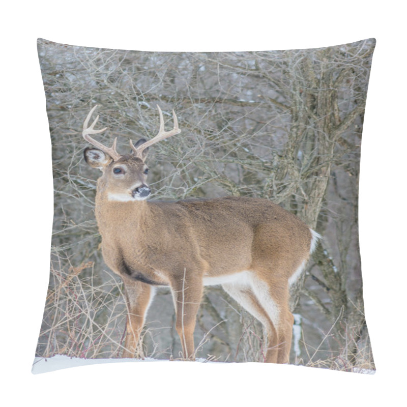 Personality  Whitetail Deer Buck Pillow Covers