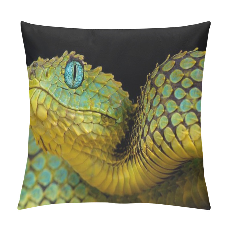 Personality  Bush Viper (Atheris Squamigera) Pillow Covers