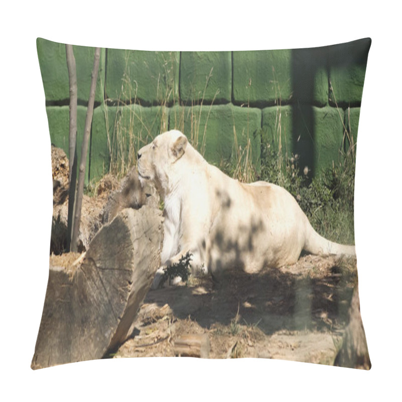 Personality  Lioness Lying Near Green Wall And Plants In Zoo Pillow Covers