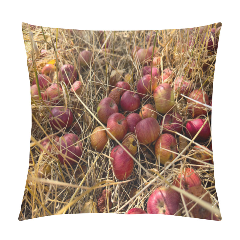 Personality  Red Apples Lie Among Dry Grass, Many Of Them Already Spoiled And Beginning To Rot. The Unharvested Crop Symbolizes Lost Fertile Potential Pillow Covers