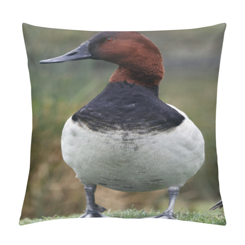 Personality  North American Canvasback Duck Pillow Covers