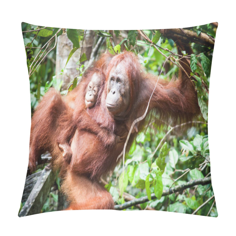 Personality  Orangutan Tanjung Puting Borneo Indonesia Orang Utan Pillow Covers