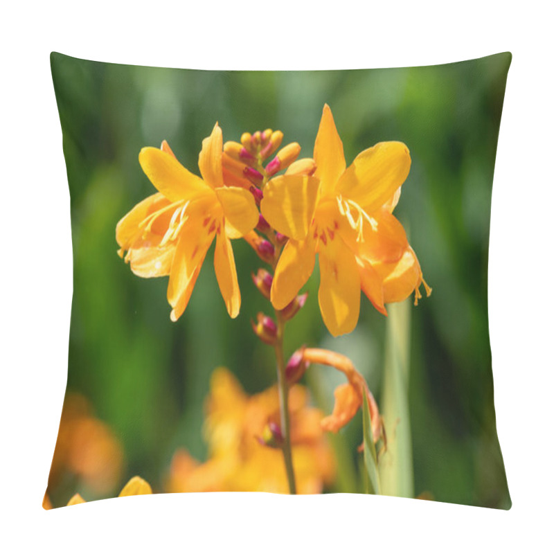 Personality  Close Up Of Columbus Montbretia (crocosmia X Crocosmiiflora) Flowers In Bloom Pillow Covers