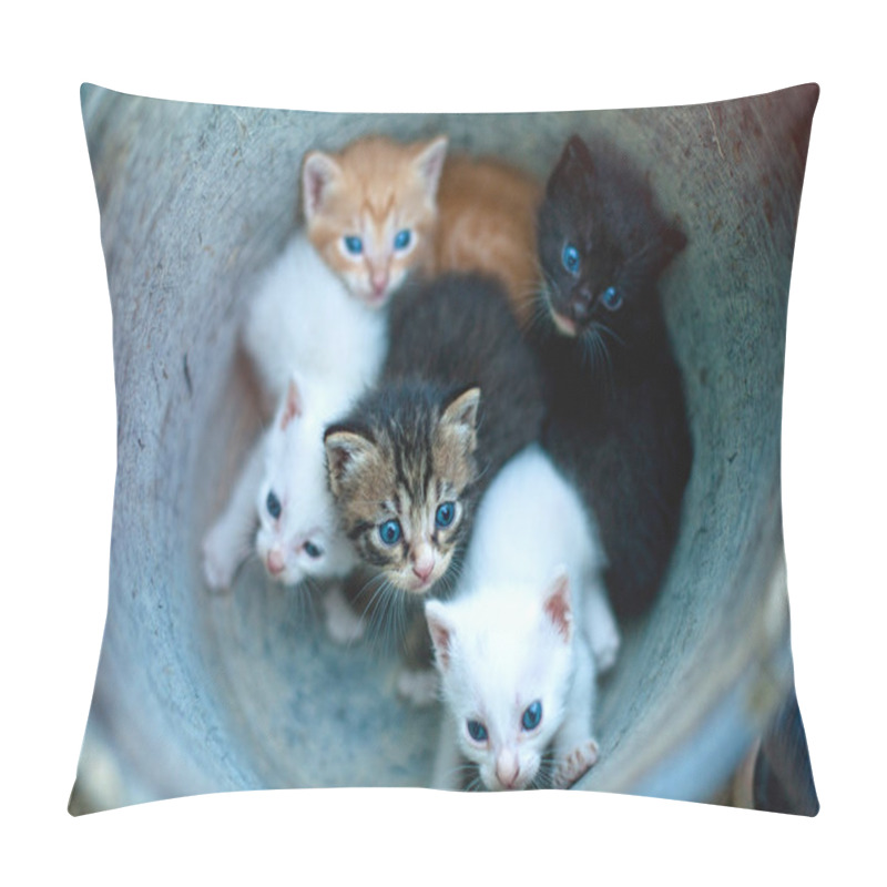 Personality  Little Kittens With Blue Eyes Pillow Covers