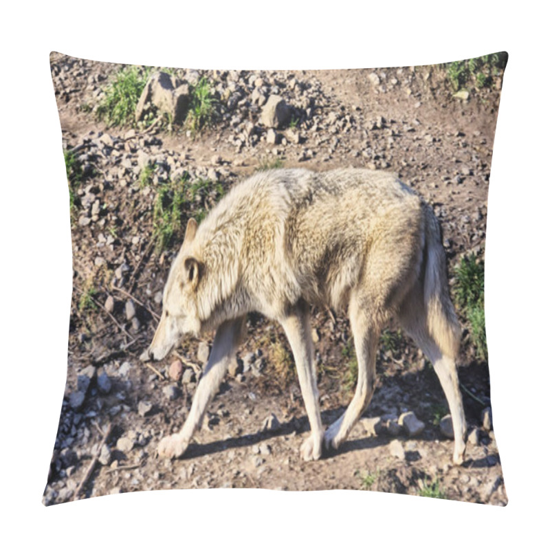 Personality  White Arctic Wolf At The Riverbed Sniffing. High Quality Photo Pillow Covers