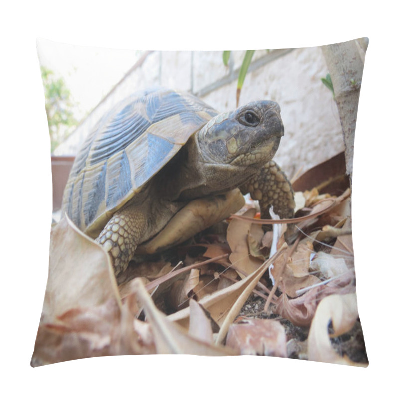 Personality  Ornate Box Turtle, Close Up Pillow Covers