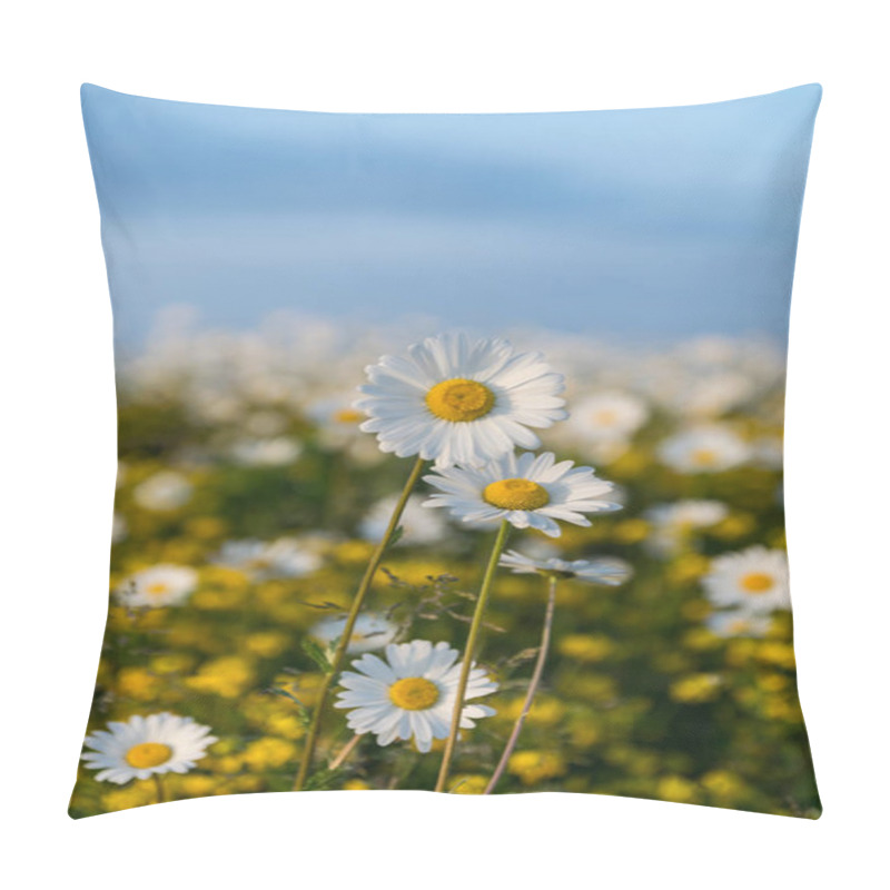 Personality  A Field Of Wild Dasies Taken In The Summer In Ireland Pillow Covers