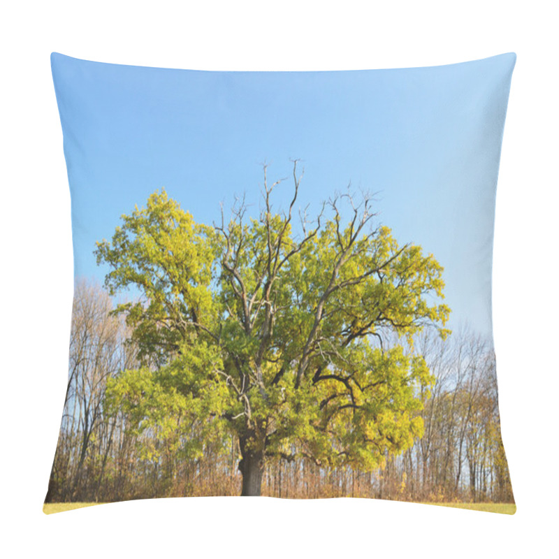 Personality  A Single Oak Tree In The Autumn Glade Of Sofiyivsky Park. Pillow Covers