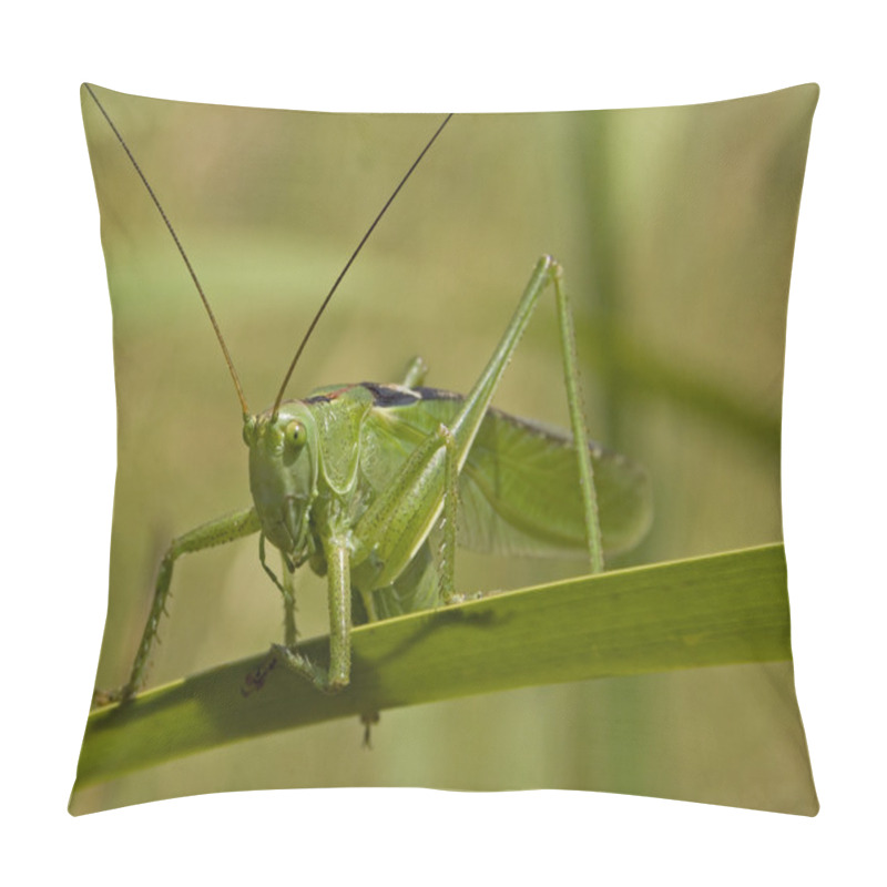 Personality  Green Grasshopper 2 Pillow Covers