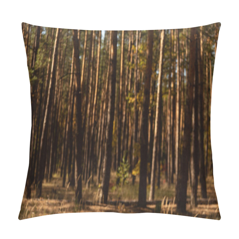 Personality  Picturesque Autumnal Forest With Tall Pines In Sunlight Pillow Covers