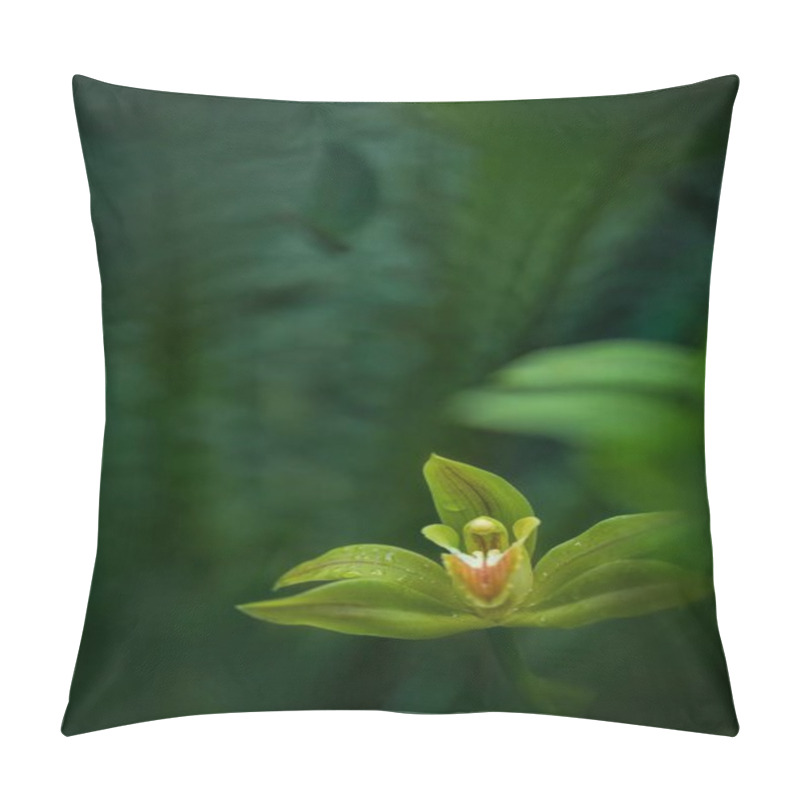 Personality  Beautiful Orchid Flower Grow In Tropical Garden With Natural Background, Wallpaper Natural Closeup Macro, Postcard Beauty And Agriculture Idea Concept Floral Design, Beautiful Flower Bloom Pillow Covers