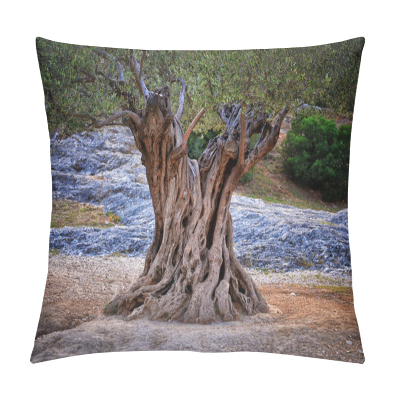 Personality  Old Olive Tree Trunk, Roots And Branches Pillow Covers