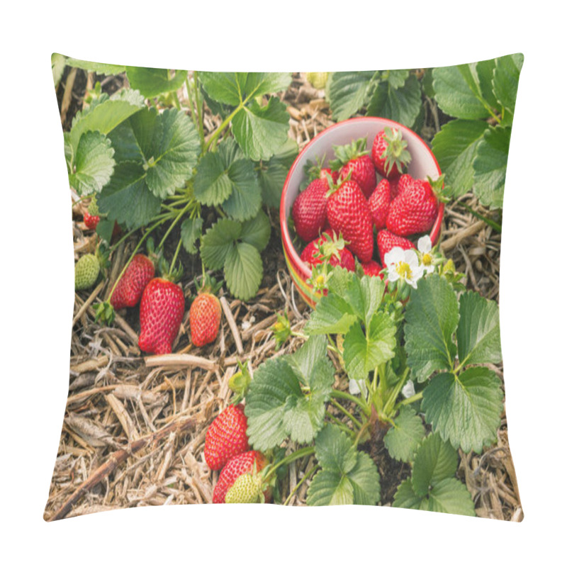 Personality  Strawberry Plants With Ripe Strawberries, Flowers And Bowl Of Strawberries Pillow Covers