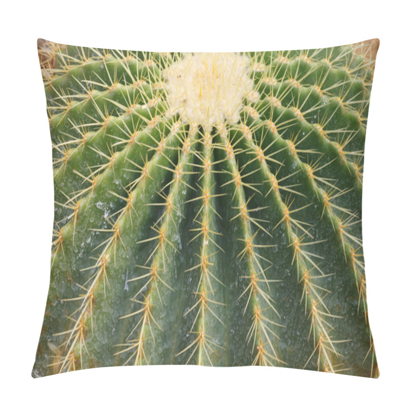 Personality  Detail Of Cactus Growing Pillow Covers