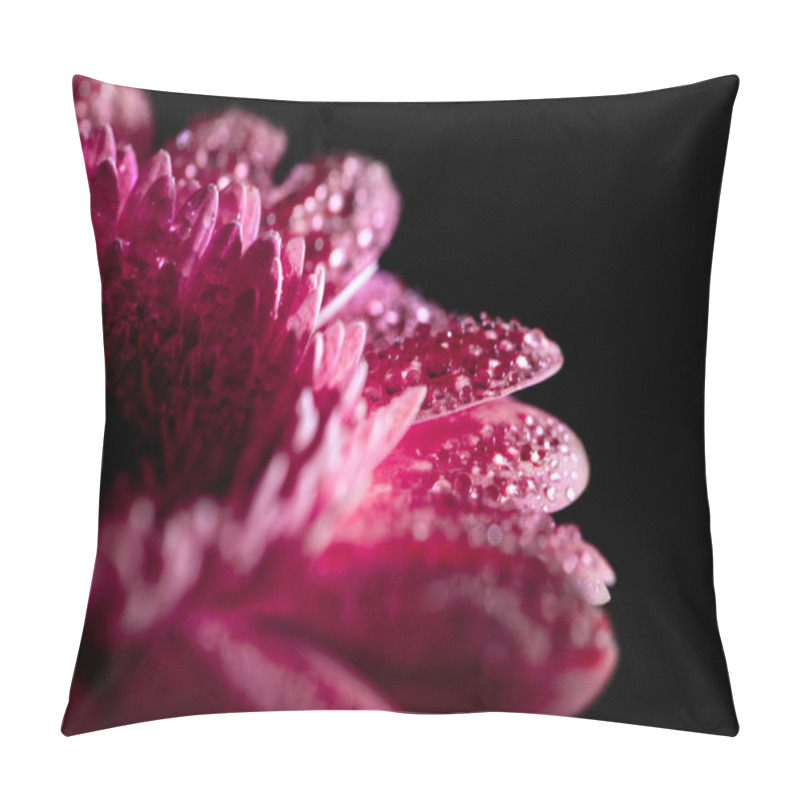 Personality  Close Up Of Wet Gerbera Flower With Pink Petals, Isolated On Black Background Pillow Covers