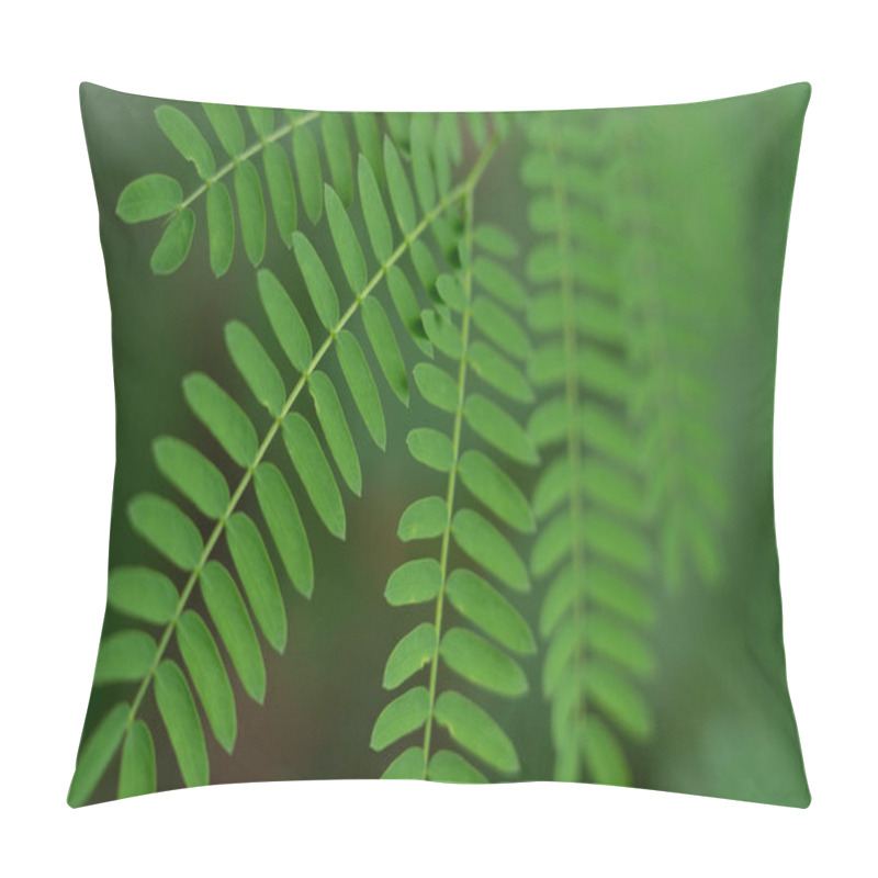 Personality  Close-up Green Leaves Of Mimosa Pudica, Sensitive Plant, Sleeping Grass Or Shameplant With Green Nature Blurred Background. Pillow Covers