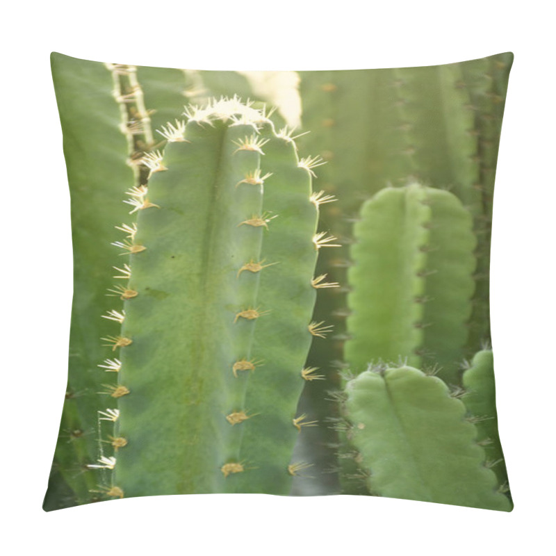 Personality  Green Stem And Spines Of Fairy Castle Cactus. Pillow Covers