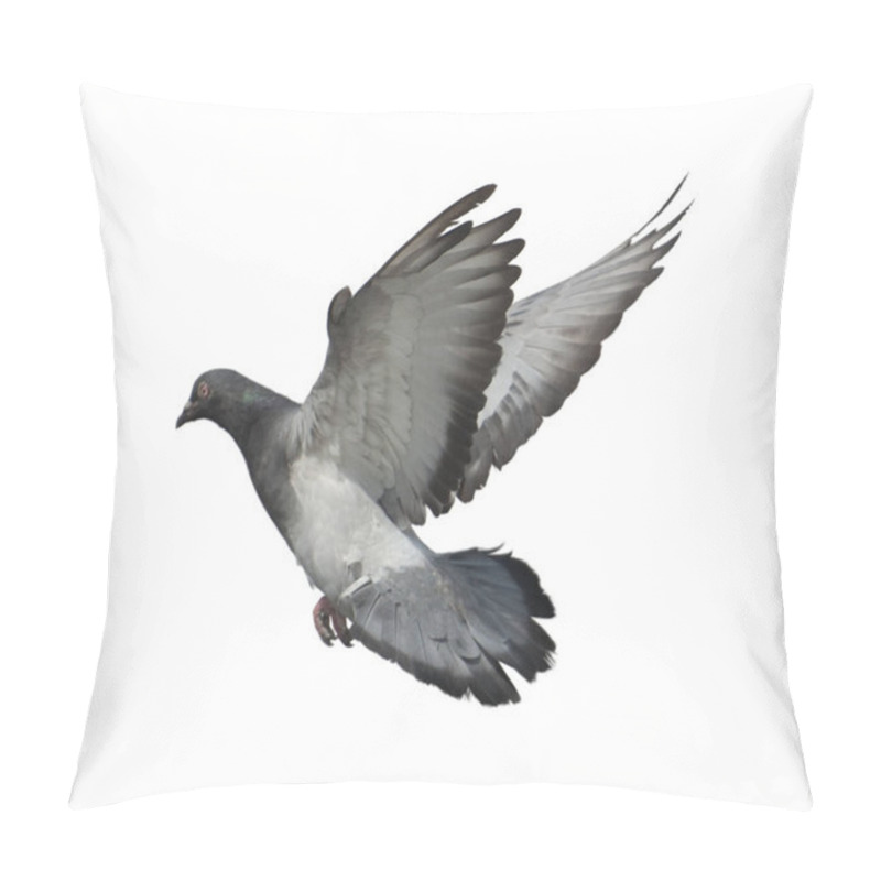 Personality  Full Body Of Speed Racing Pigeon Bird Isolate White Background. Pigeon Isolate On White Background. Cutout Birds. Cutout Bird. Bird Isolate On White Background. Pillow Covers