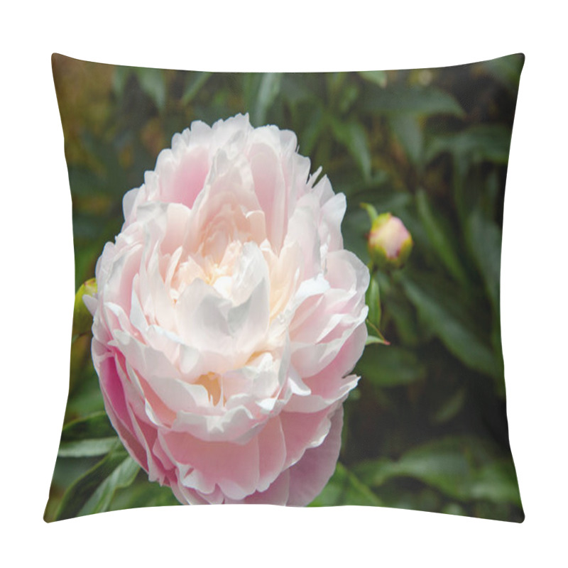 Personality  Beautiful Natural Pink Peony Close-up, Selective Focus. Pink Blooming Peony. Pillow Covers