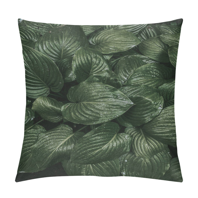 Personality  A Vertical Shot Of The Dark Green Leaves Of A Victoria Cruziana Plant Pillow Covers