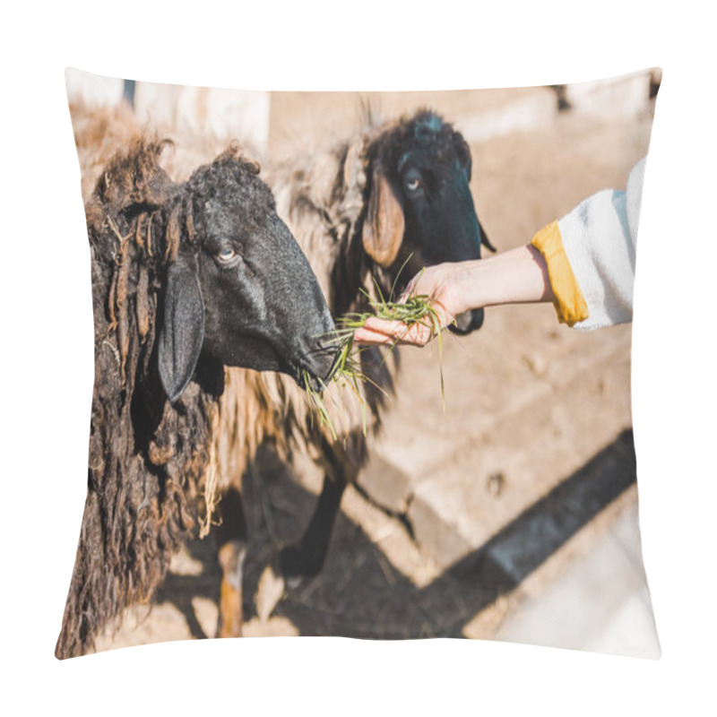 Personality  Cropped Image Of Female Farmer Feeding Black Sheep By Grass At Ranch Pillow Covers