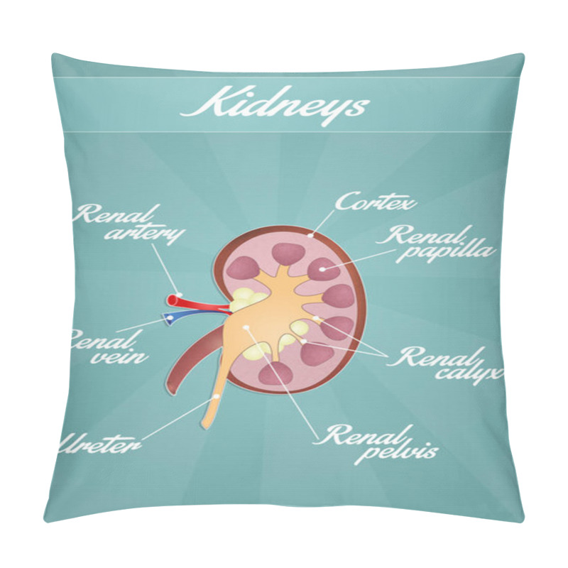 Personality  The Kidneys Scheme Pillow Covers