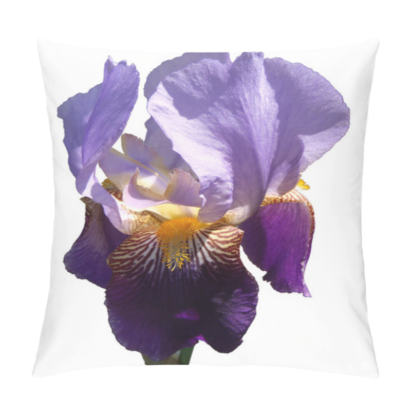 Personality  Bearded Violet Iris On A White Background, Macro. Pillow Covers