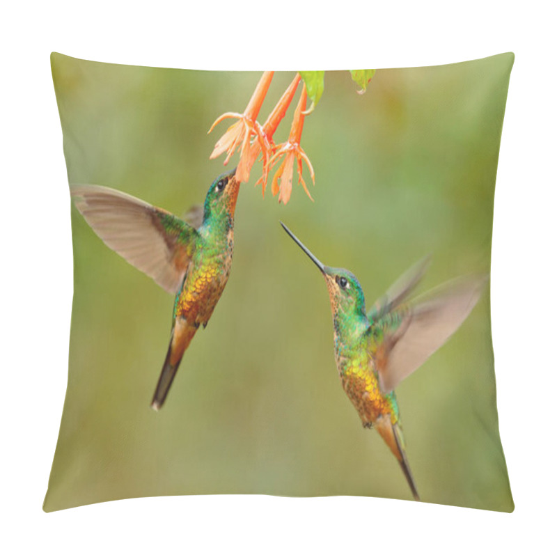 Personality  Hummingbirds Golden-bellied Starfrontlet With Long Golden Tails Flying With Open Wings Near Flowers, Chicaque, Colombia   Pillow Covers