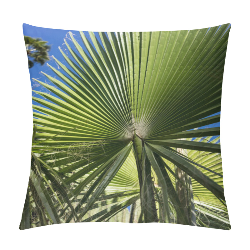 Personality  Trachycarpus Fortunei Palm Leaf With Blue Sky Pillow Covers