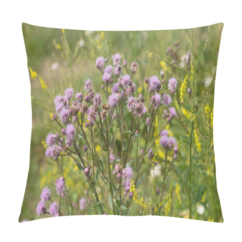 Personality  A Flowering Bush Of Pink Sows (Cirsium Arvense) In A Natural Environment, Among Wildflowers. Pillow Covers