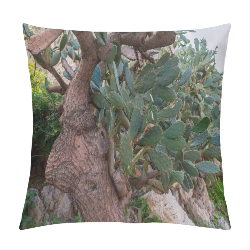 Personality  Old Prickly Pear Cactus With Thick Tree-like Trunk On A Foreground And Flattened Prickled Leaflike Stems In Shade Pillow Covers