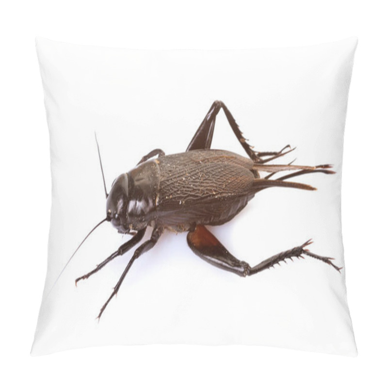 Personality  Gryllus Campestris In Studio Pillow Covers