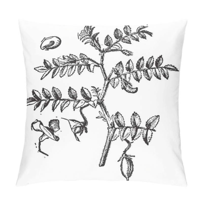 Personality  Chickpeas Are Known As Garbanzo Beans. It Is Annual Plant Of The Pea Family. It Is A Cool Season Crop From South Asia, Vintage Line Drawing Or Engraving Illustration. Pillow Covers