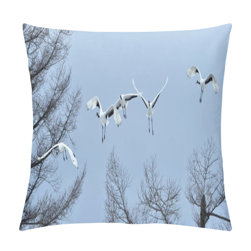 Personality  The Red-crowned Cranes In Flight On The Blue Sky Background. Winter Season. Scientific Name: Grus Japonensis, Also Called The Japanese Crane Or Manchurian Crane. Pillow Covers