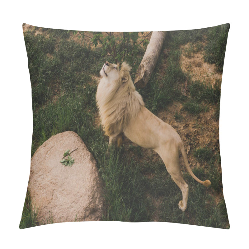 Personality  High Angle View Of Beautiful Lion Stretching On Grassy Ground At Zoo  Pillow Covers