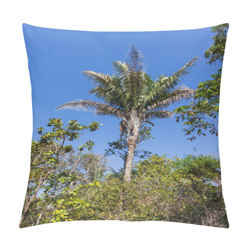 Personality  Babassu Palm (Attalea Speciosa) In Tropical Landscape Of Brazil Pillow Covers