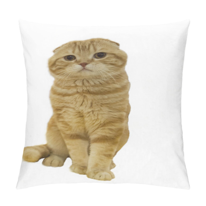 Personality  Red Scottish Fold Cat, Isolated. Pillow Covers