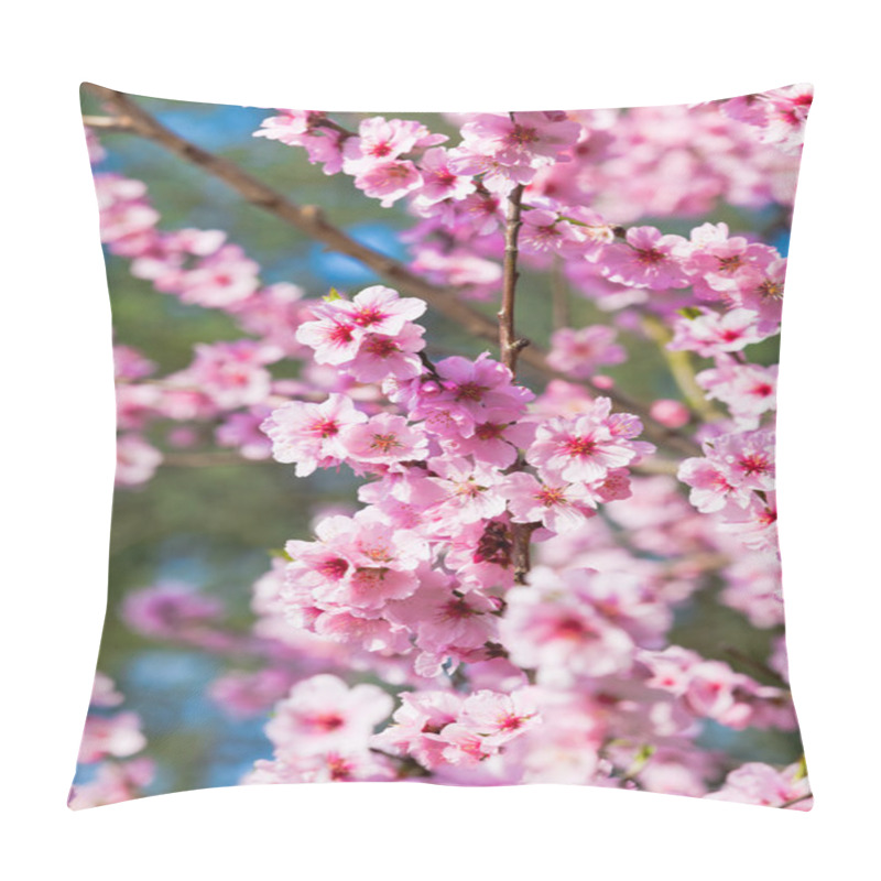 Personality  Sakura Flowers Blooming. Beautiful Pink Cherry Blossom  Pillow Covers