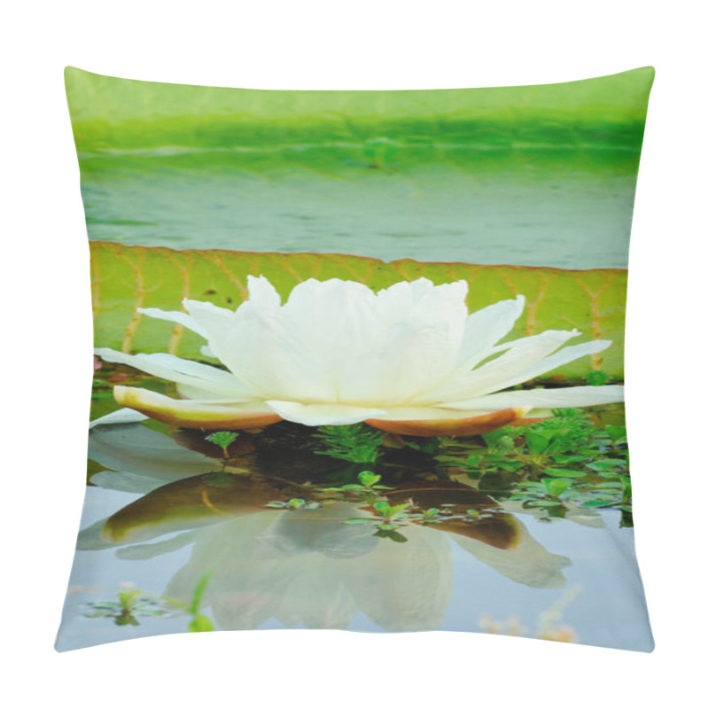 Personality  Victoria Waterlily (Victoria Cruziana) Pillow Covers