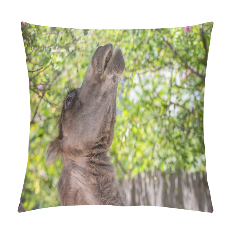 Personality  Portrait Of A Camel, Camelus Ferus, In The Zoo. Big Eyes, Funny Look And Soft Fur, An Animal In The Zoo Of Siofok, Balaton Pillow Covers