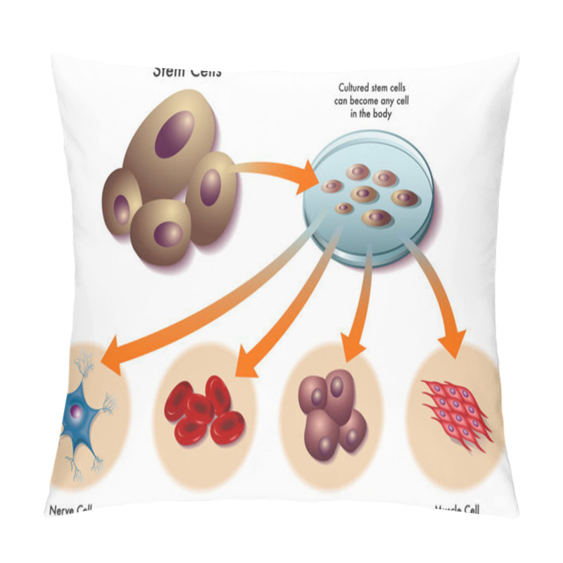 Personality  Stem Cells Pillow Covers