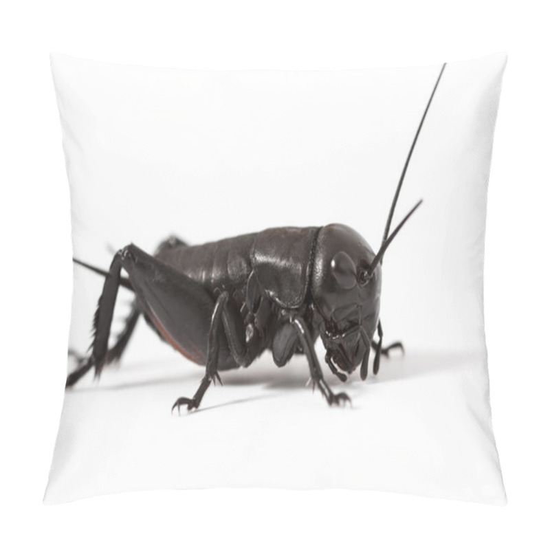 Personality  Cricket Isolated On White Pillow Covers